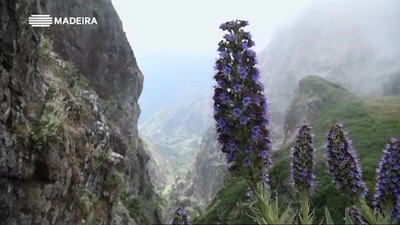 Madeira 600 Anos, Natureza