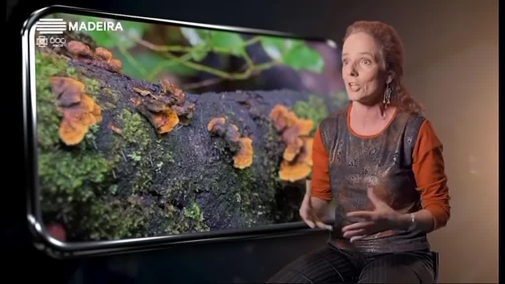 Imagem de Madeira 600 Anos, Natureza