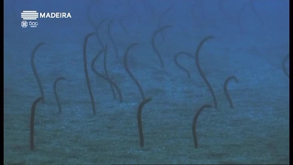 Imagem de Madeira 600 Anos, Natureza