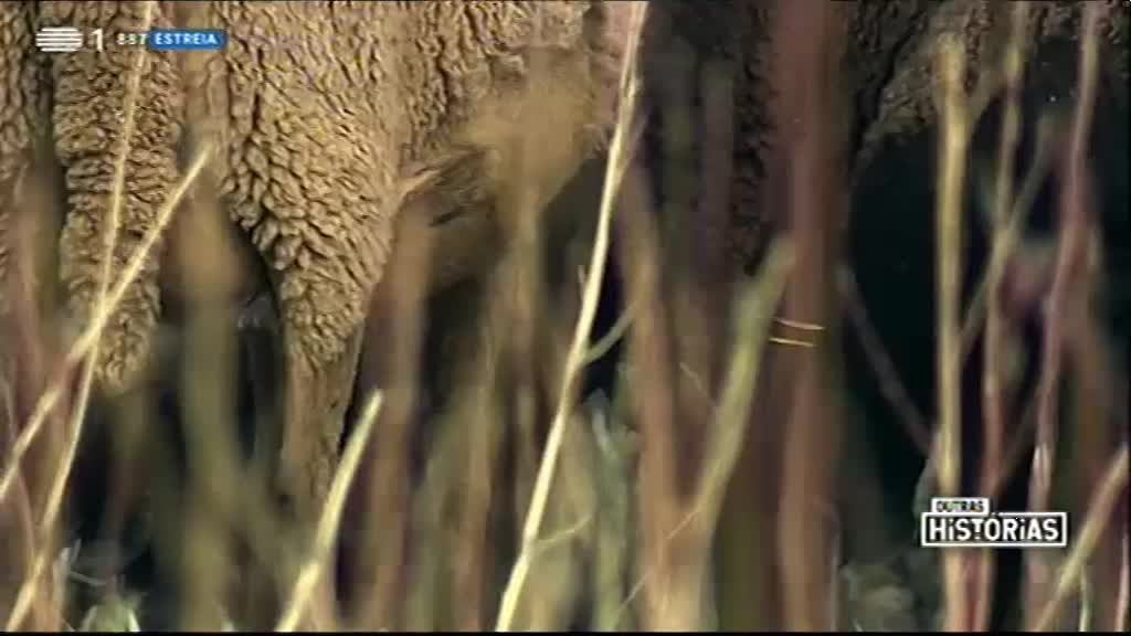 Imagem de Outras Histórias - Assobio, A Outra Vida de Jorge Coelho, O Violeiro do Bairro