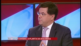 Canbis: a Planta da Discrdia