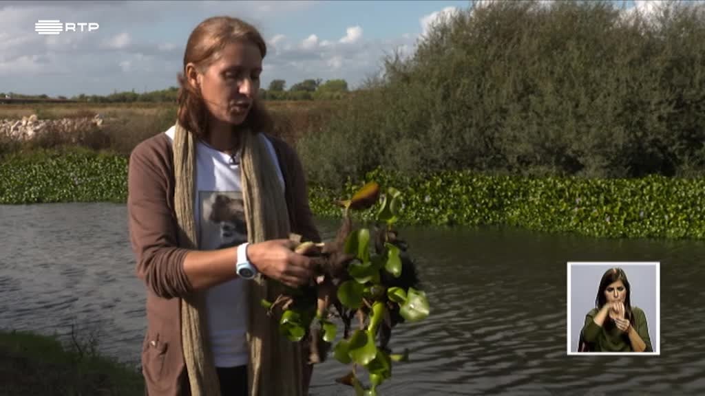 Imagem de Biosfera - Plantas Invasoras