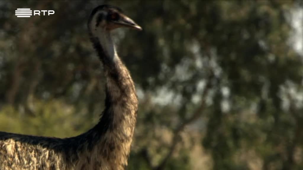 Imagem de Grande é Belo