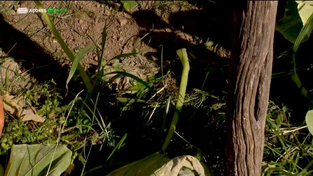 Imagem de Histórias da Terra e da Gente (Temporad