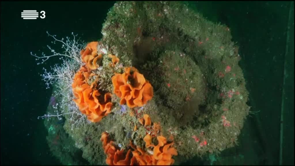 Imagem de Olhar o Mundo