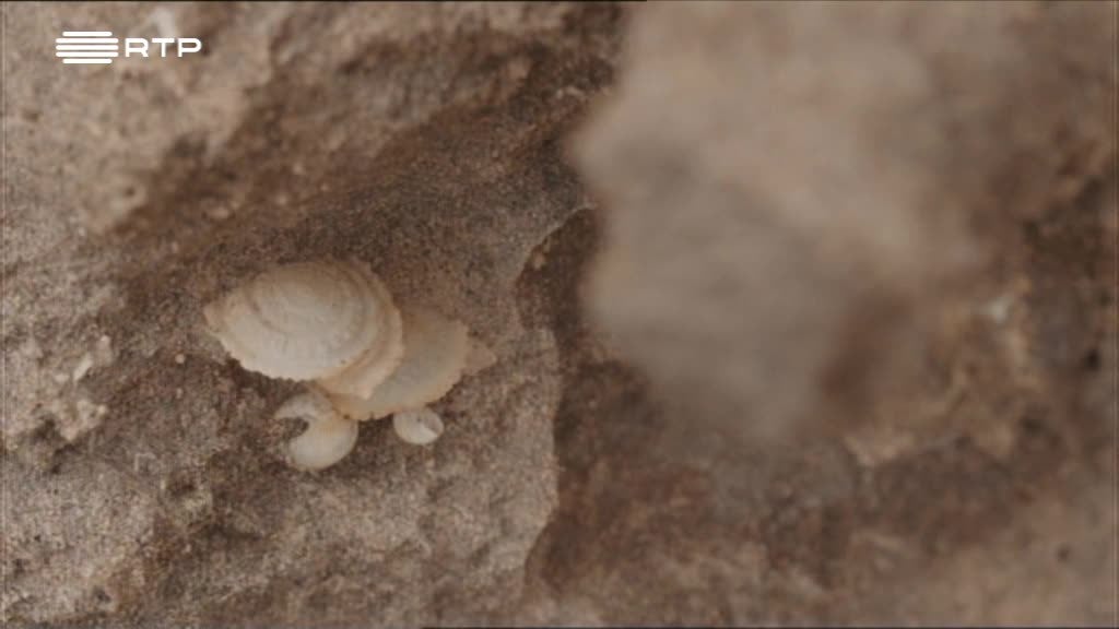 Imagem de Ilhas da Macaronésia (Madeira e Cabo Ve - Madeira - I