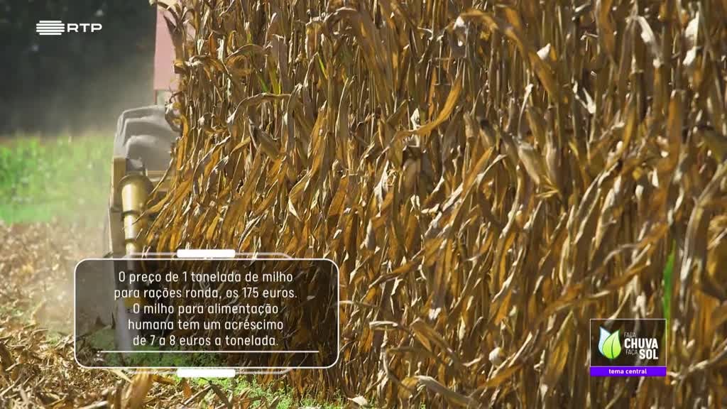 Imagem de Faça Chuva Faça Sol