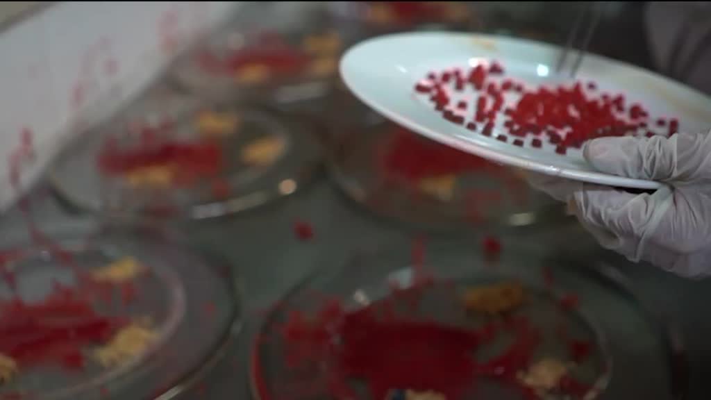 Imagem de Muito Barulho Para Nada - Miguel Amaral e Yuri Reis, Maria José Pires e Ricardo Bonacho, Manuel Monteiro, Álvaro Rosendo e Luis Gouveia Monteiro