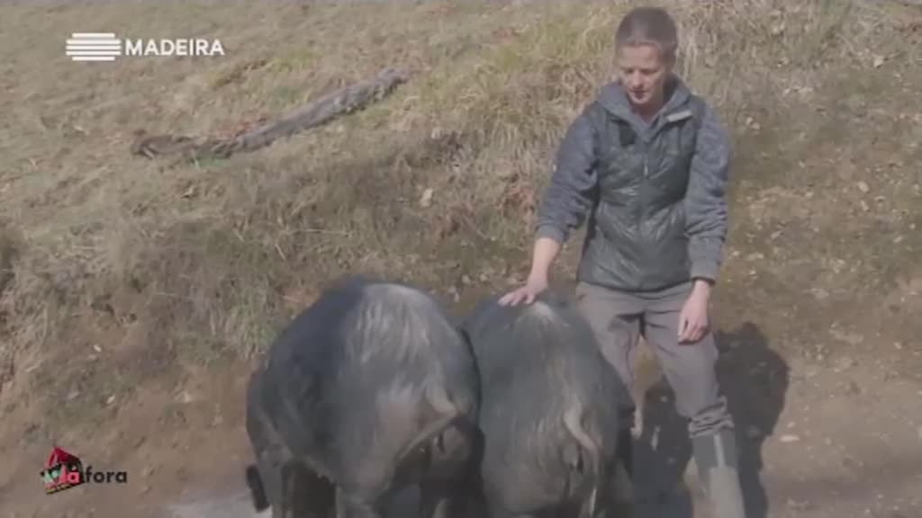 Imagem de Madeirenses Lá Fora