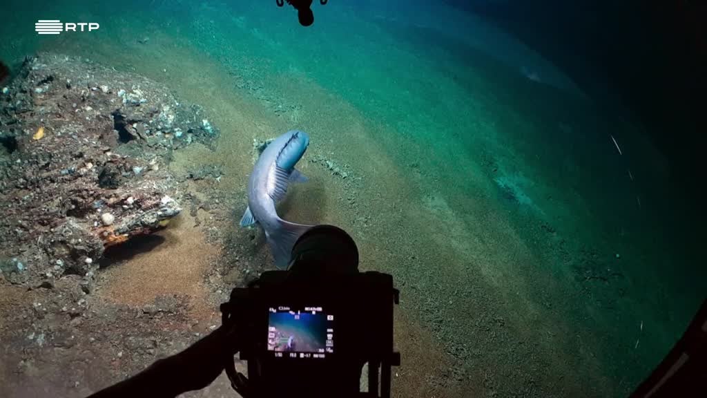 Imagem de Mar, a Última Fronteira - Açores - Ilha do Corvo, Faial e Pico