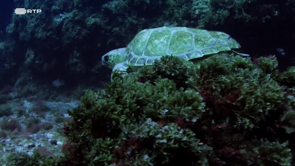 Imagem de Mar, a Última Fronteira - Açores - Ilha Terceira e Ilha de Santa Maria