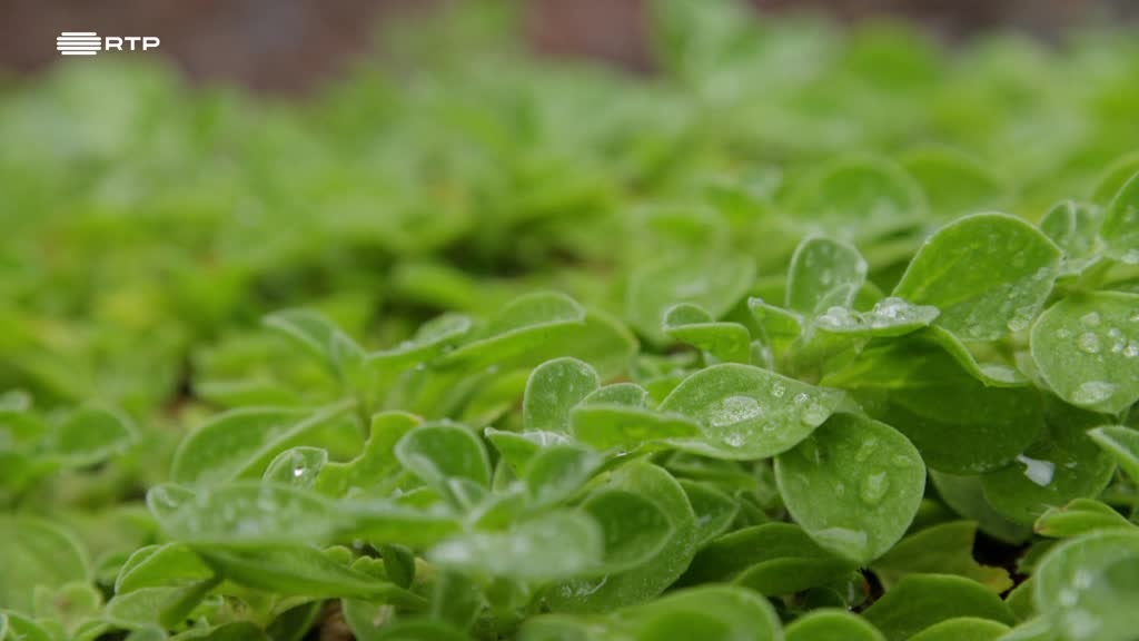 Imagem de Mar, a Última Fronteira - Madeira e Desertas