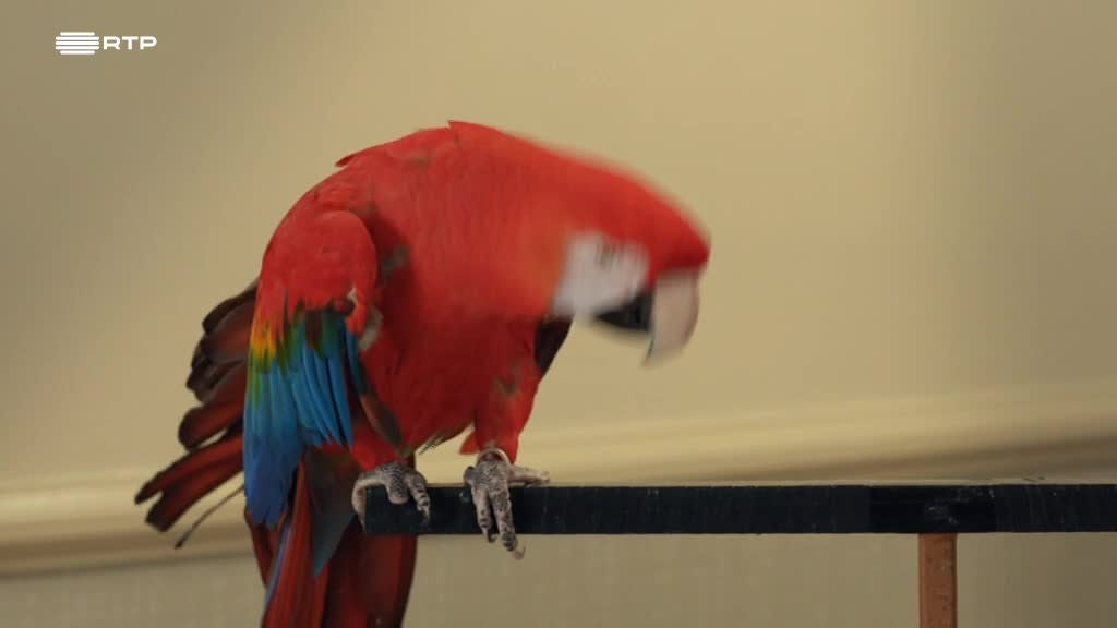 Imagem de Twirlywoos