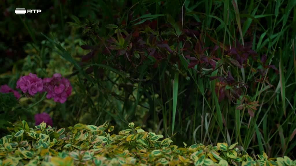 Imagem de Twirlywoos