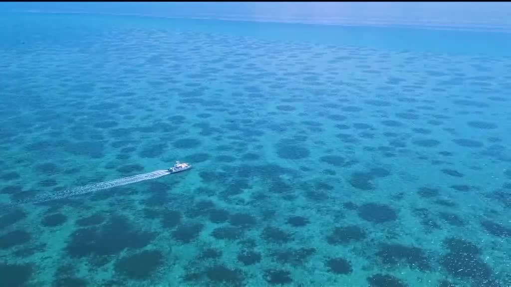 Imagem de Pérolas do Oceano