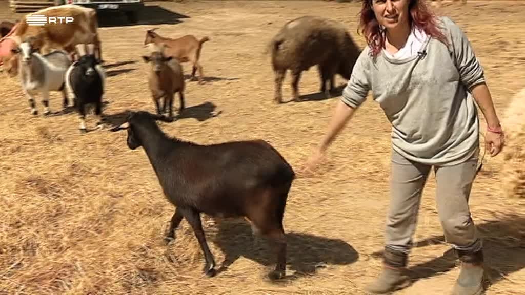 Imagem de Linha da Frente - Espécie de Amor