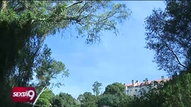 Quercus sob Suspeita