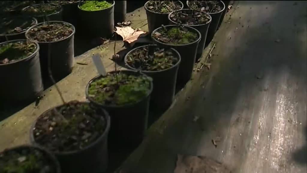 Imagem de Outras Histórias - Vamos Apanhar o Teatro, O Homem das Camélias, Quatro Cordas