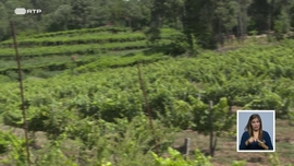 Viticultura Sustentável