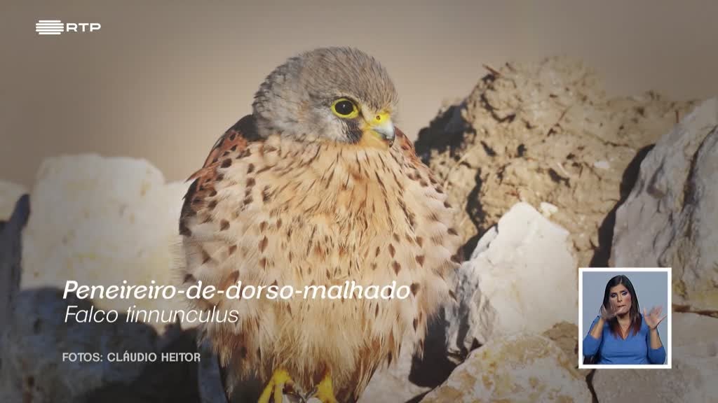 Imagem de Biosfera - Serviços dos Ecossistemas