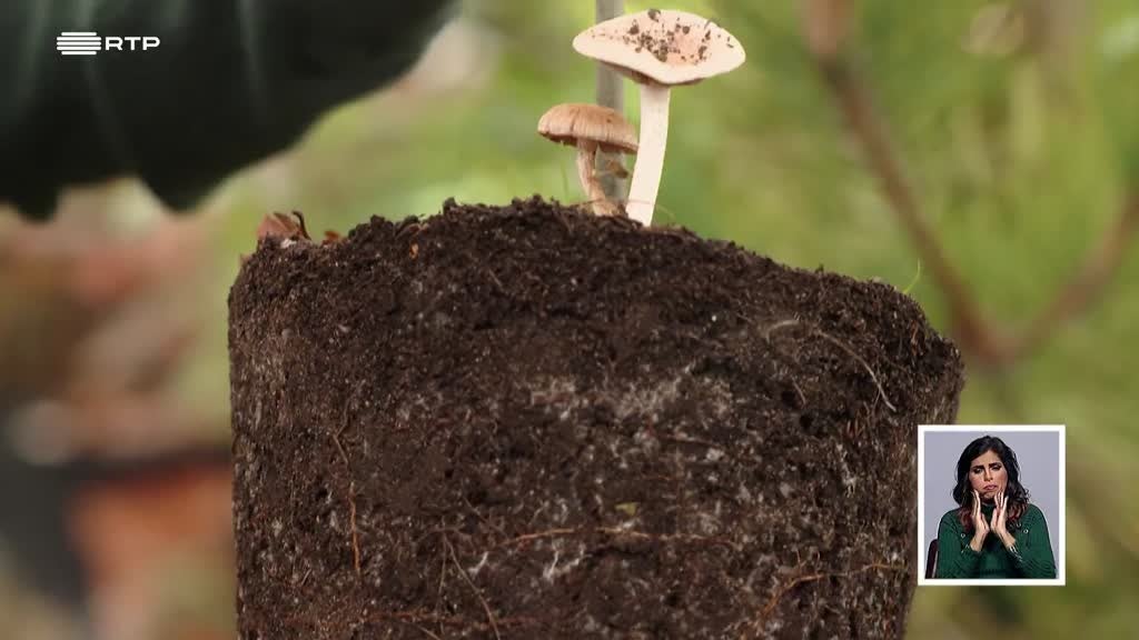 Imagem de Biosfera - Reino dos Fungos