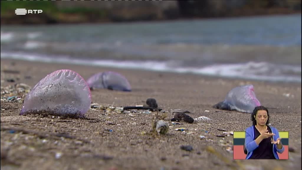 Imagem de Radar XS Extra