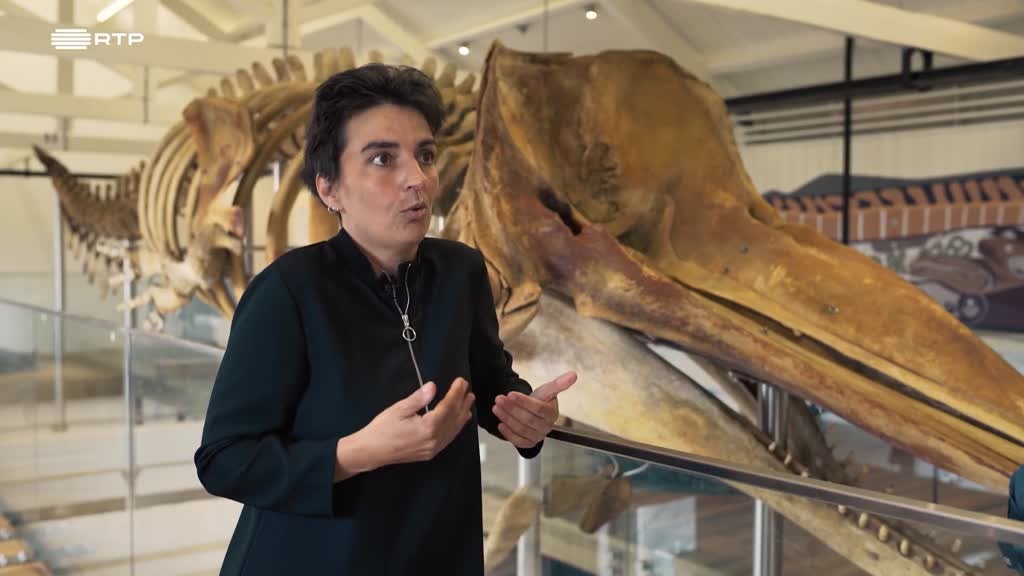 Imagem de Mal-Amanhados - Os Novos Corsários das - Mal-amanhados - Novos Corsários das Ilhas: Faial