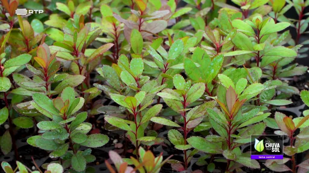 Imagem de Faça Chuva Faça Sol