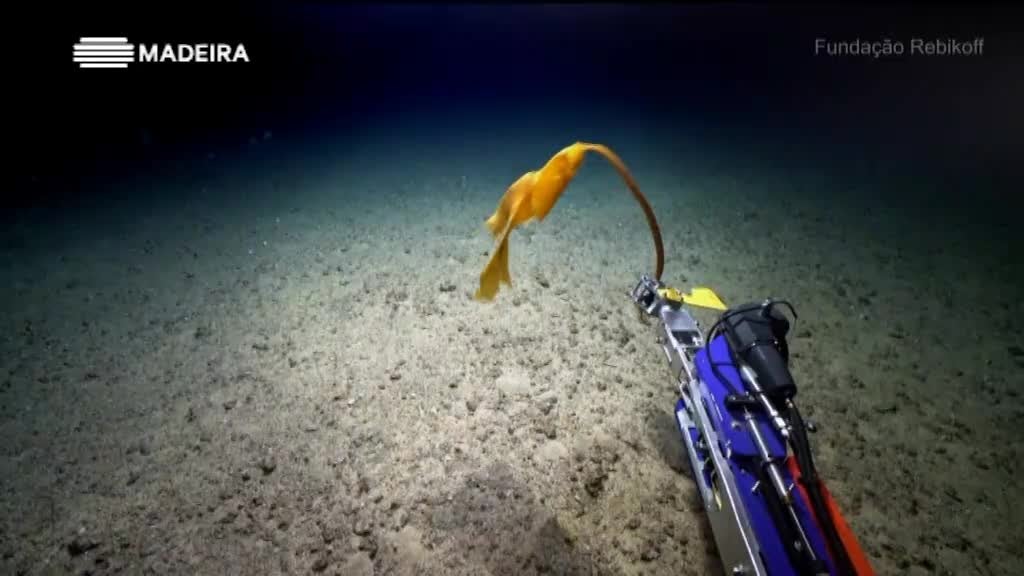 Imagem de Madeira Mar Profundo