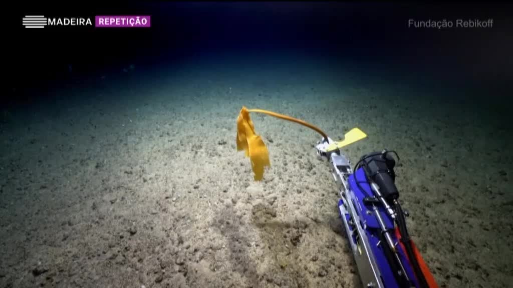 Imagem de Madeira Mar Profundo