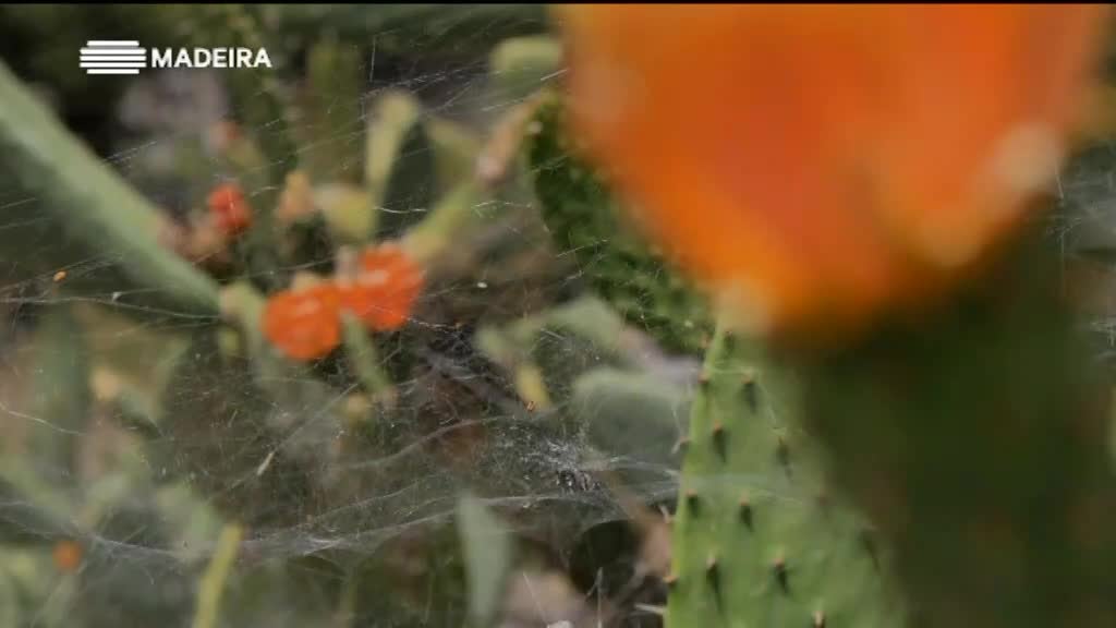 Imagem de Biosfera - Porto Santo