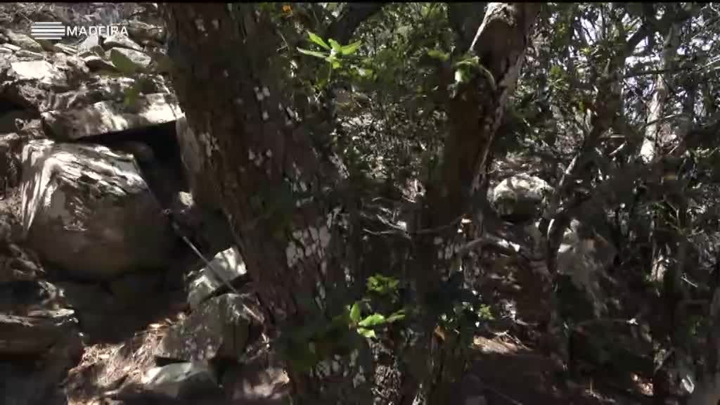 Imagem de Biosfera - Porto Santo