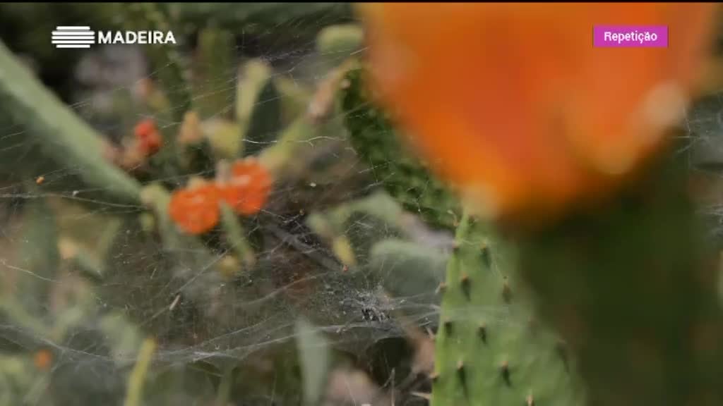 Imagem de Biosfera - Porto Santo