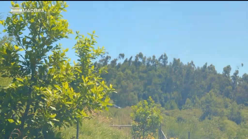 Imagem de Sentir a Madeira