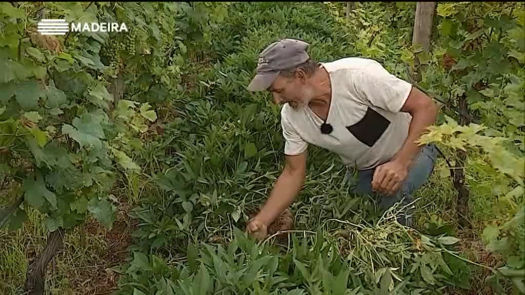 Imagem de Madeira Tem Sabor