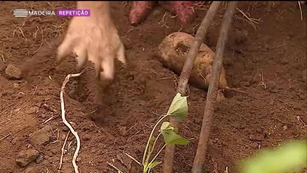 Imagem de Madeira Tem Sabor