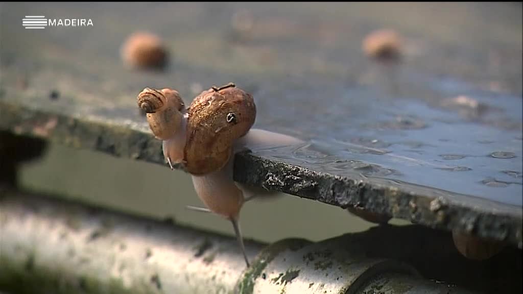Imagem de Madeira Tem Sabor