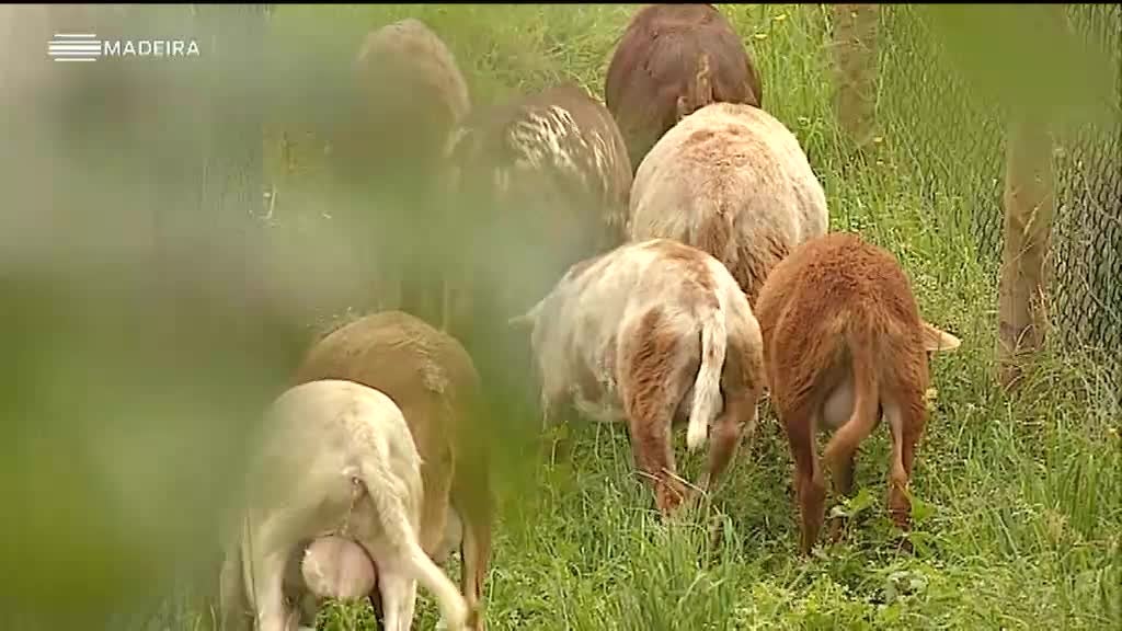 Imagem de Madeira Tem Sabor