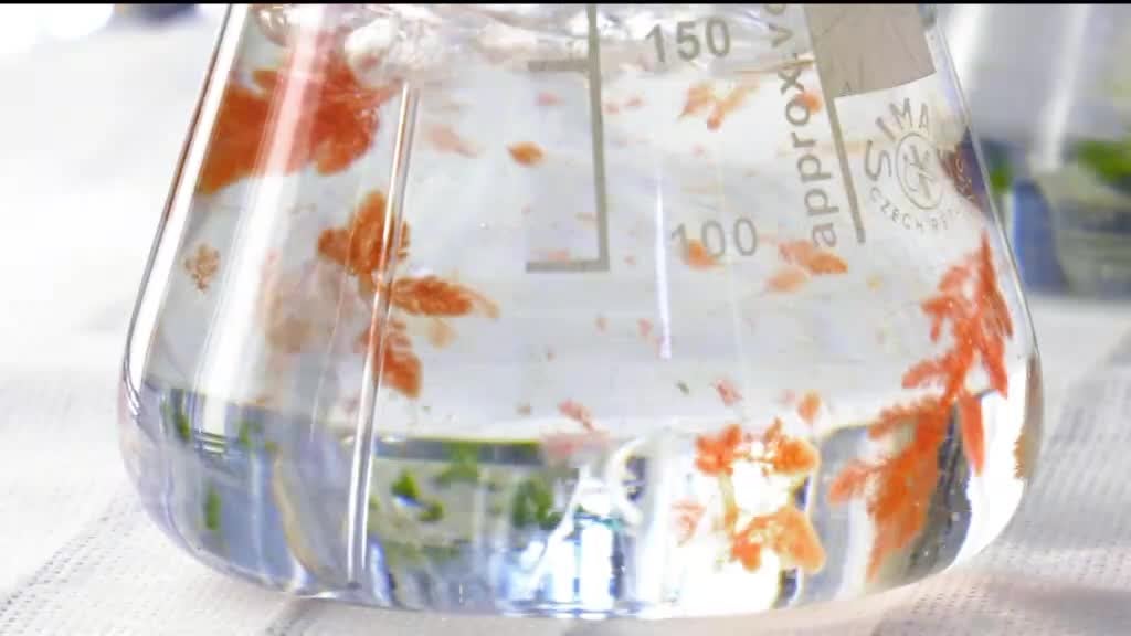 Imagem de Madeira Innovation Hub - Lyfestyle e Saúde