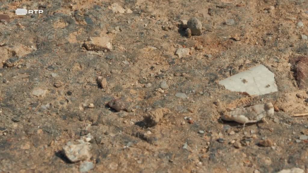 Imagem de Exploradores da Natureza - Estuário do Sado