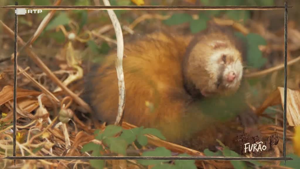 Imagem de Exploradores da Natureza - Serra de Sintra