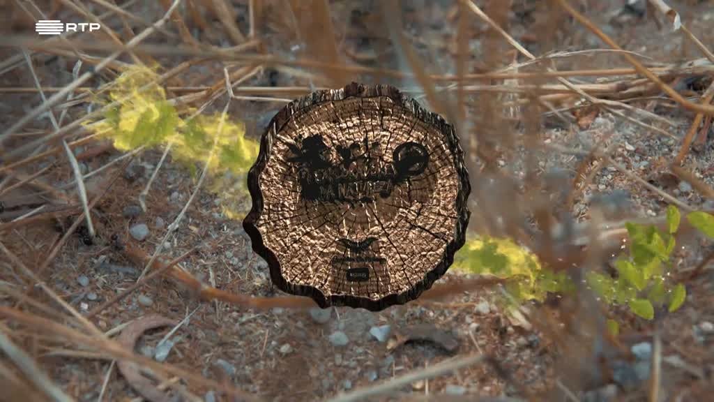 Imagem de Exploradores da Natureza - Ribeira da Marateca - Estuário do Sado