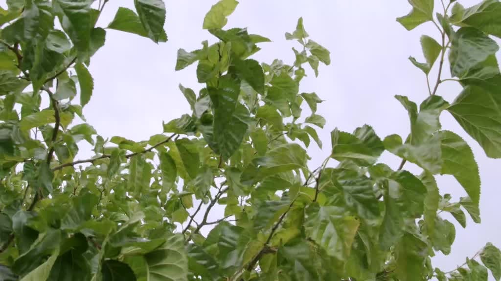 Imagem de PROMOVE. O Futuro do Interior - Monitorizar para decidir e valorizar. Projeto vencedor do Programa Promove na 1ª edição, em 2018