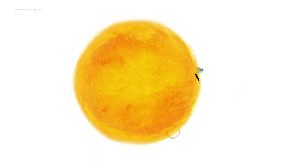 Imagem de O Pequeno Malabar