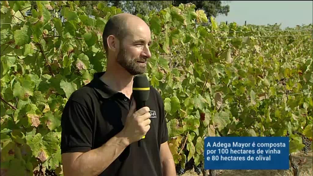 Imagem de Festa das Vindimas 2020 - Adega Mayor - Campo Maior