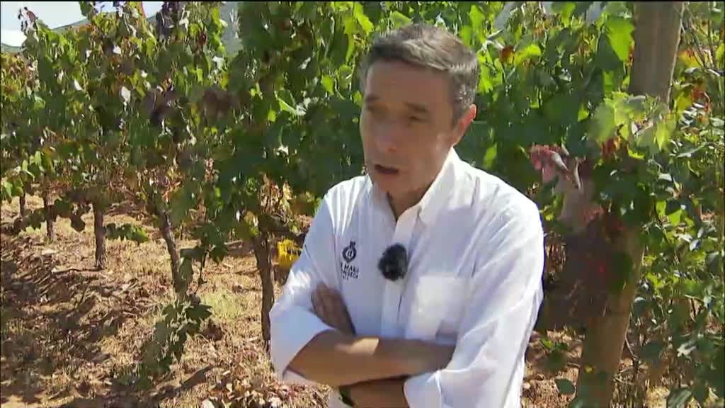 Imagem de Festa das Vindimas 2020 - Azeitão