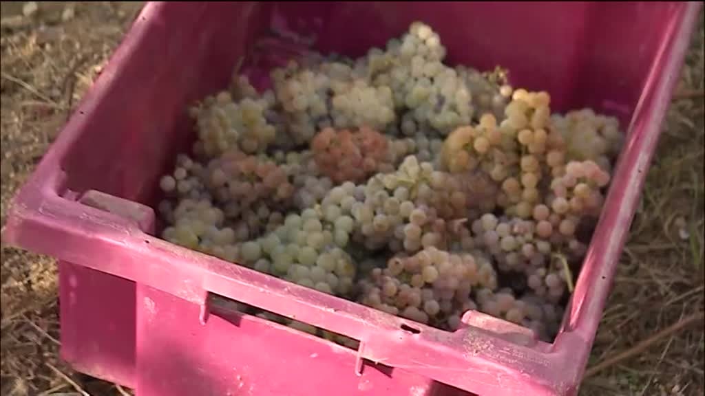 Imagem de Festa das Vindimas 2020 - Quinta da Pedra - Monção