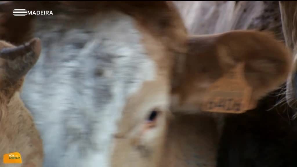 Imagem de Nós e os Animais