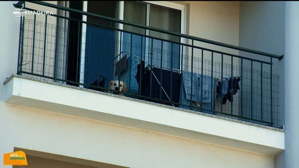 Imagem de Nós e os Animais