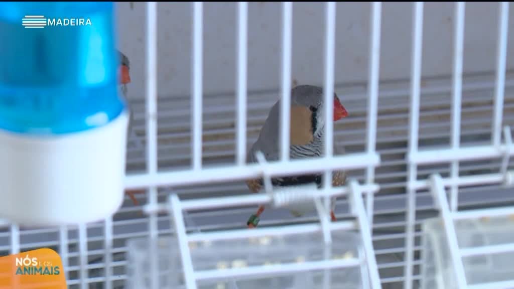 Imagem de Nós e os Animais